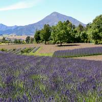 Wanaka Lavender Farm