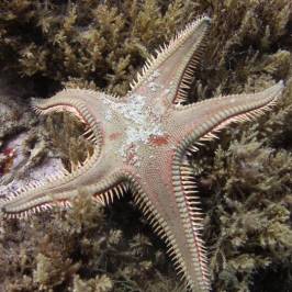 Diving Cres