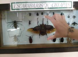 Museo de Bichos E Insectos