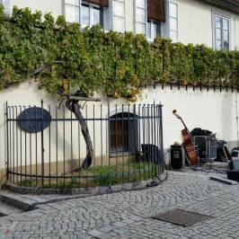 Old Vine House