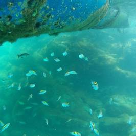 Piscina Natural da Caixa d'Aço