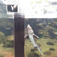 Takumi no Yakata, Forest Aquarium
