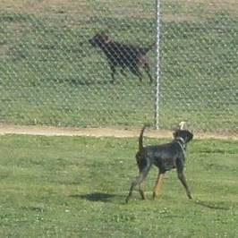 Dog Park - Morgan Hill