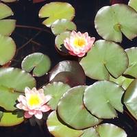 Laguna de los Lotos