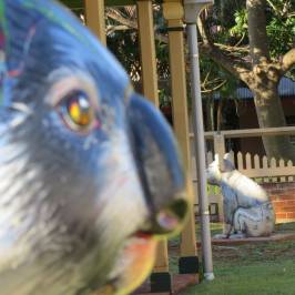 Hello Koalas Public Art Sculpture Trail