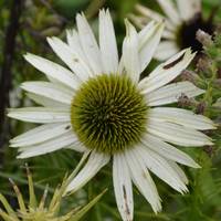 Roger Williams Park Botanical Center