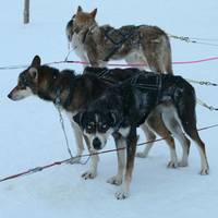 Extreme Huskies