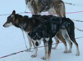Extreme Huskies