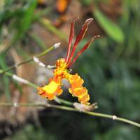 Orquidario de Estepona