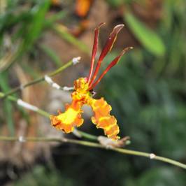 Orquidario de Estepona