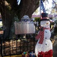 The Old Senator Tree