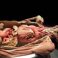 Body Worlds - Il Ciclo della Vita