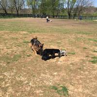 Wellington Dog Park