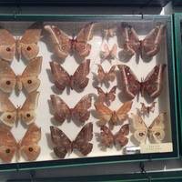 Entomologiko Museio Volou