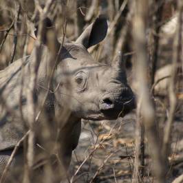 Mthethomusha Game Reserve
