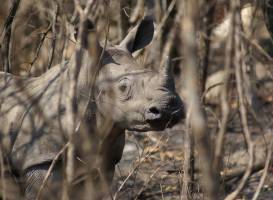 Mthethomusha Game Reserve