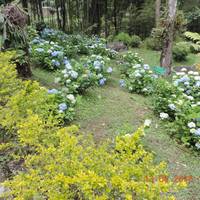 Jawaharlal Nehru Botanical Garden
