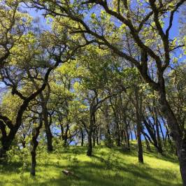 Oat Hill Mine Trail