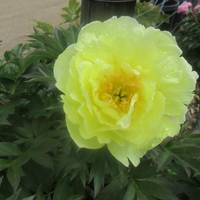 Chateau CharMarron Peony Gardens