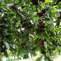Kempf Orchards