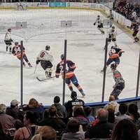 Greenville Swamp Rabbits
