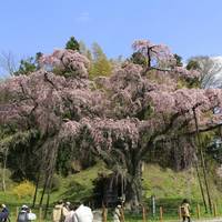 Benishidare Jizozakura