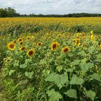 Batey Farms