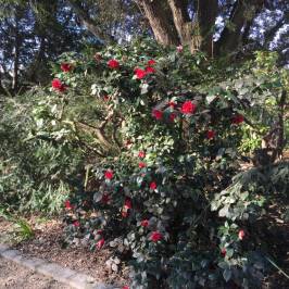 Jardin du Palais Saint-Georges