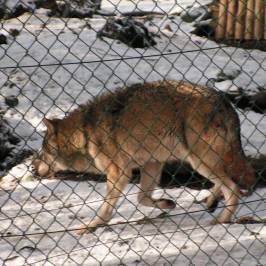 Tierpark Sassnitz