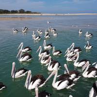 The Entrance Pelican Feed
