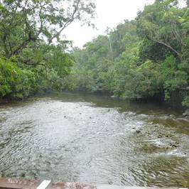 The Daintree Ferry