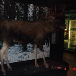 Natural History Museum of Central Finland