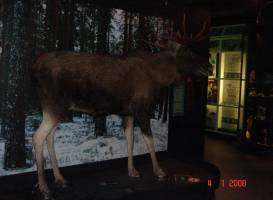 Natural History Museum of Central Finland