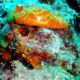 Rabac Diving Resort