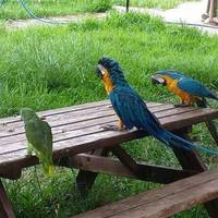 Centro de Aves Rapaces
