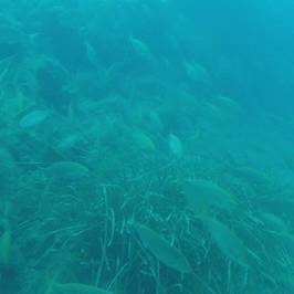 Diving 5Terre