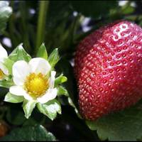 U-Pick Carlsbad Strawberry Company