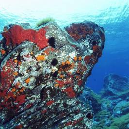 Amphibia Diving Center Panarea