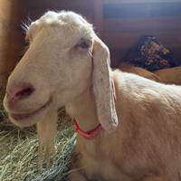 Gentle Barn