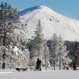 Mountain King's Sledehundkennel - Day Trips