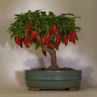 Museo del Peperoncino