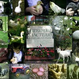 Water Fowl Sanctuary and Children's Farm