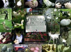 Water Fowl Sanctuary and Children's Farm