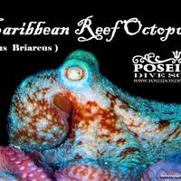 Poseidon Dive School