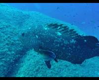 Anthias Diving