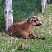 Manor Wildlife Park