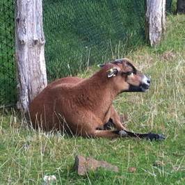 Manor Wildlife Park
