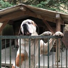 Elevage de Saint Bernard du pays du Mont-Blanc