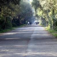 Parco Urbano Pineta di Castel Fusano