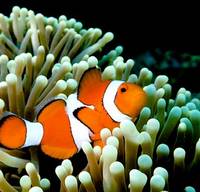 Anda Divers Enjoy - Day Dive